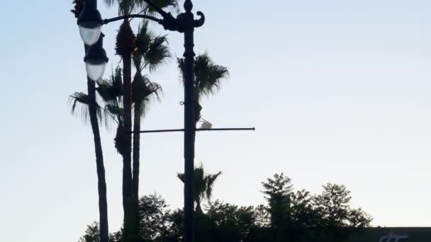 Elicopter Care Zboară Într Însorită Fundal Albastru Los Angeles California — Videoclip de stoc
