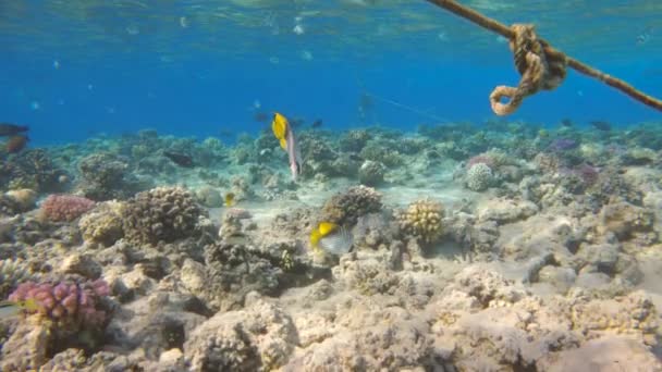 Primer Plano Threadfin Butterflyfish Tropical Nadando Arrecife Cámara Lenta — Vídeos de Stock