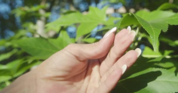 Zbliżenie Kobiecej Dłoni Delikatnie Dotykającej Roślin Lesie Dzień — Wideo stockowe