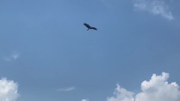 Águila Pájaro Volando Sobre Río Para Buscar Comida Planta Flotante — Vídeo de stock