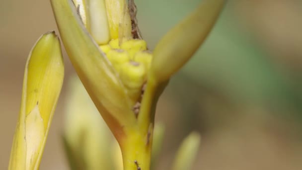 Heliconia Flor Macro Tiro Com Formigas Escalando Por Toda Parte — Vídeo de Stock