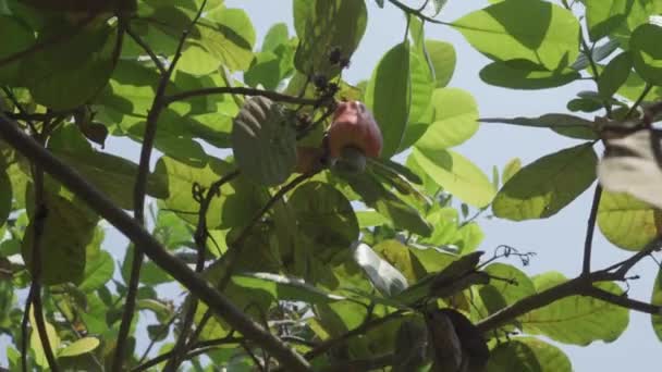 Ein Großer Cashewbaum Grüne Blätter Rote Früchte Mit Bohne Blauer — Stockvideo