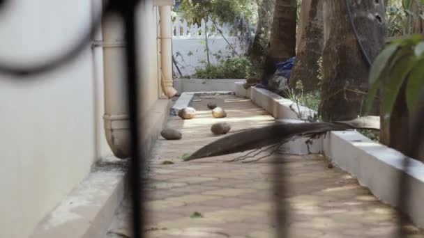 Nucile Cocos Cad Din Palmier Podea Într Cartier Goa India — Videoclip de stoc