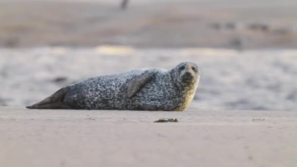Full Shot Common Seal Patrząc Kamerę Leżąc Brzegu Plaży Texel — Wideo stockowe