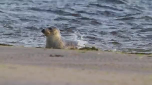 幼小的小狗寻找妈妈的普通海豹 躺在海滩上 汹涌大海中 — 图库视频影像