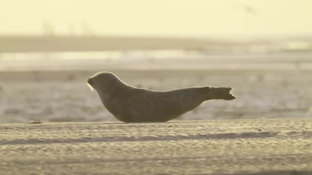 황금기에 모래가 해변에 — 비디오