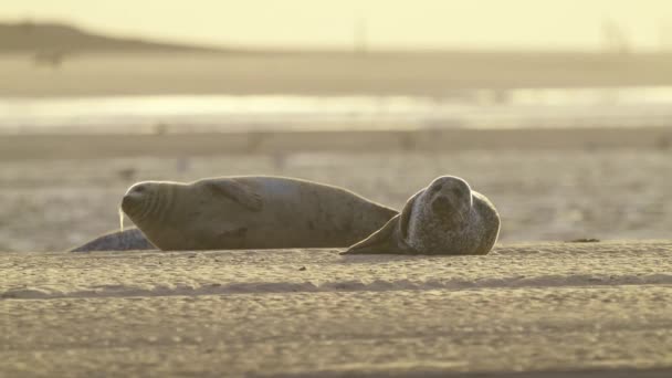 Paar Gefleckter Seelöwen Liegt Und Ruht Sandstrand Zur Goldenen Stunde — Stockvideo