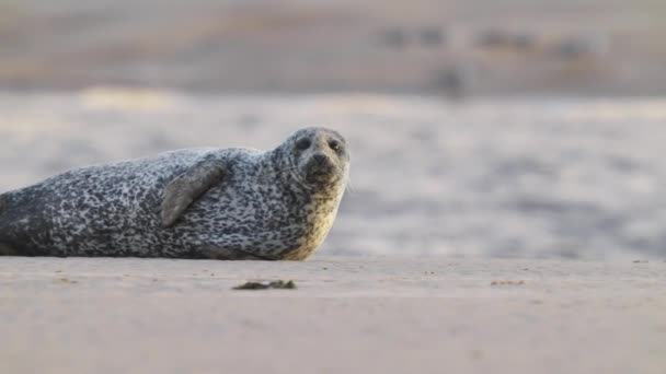 Spotted Seal Aka Sea Lion Ξαπλωμένη Στην Παραλία Και Κοιτάζοντας — Αρχείο Βίντεο