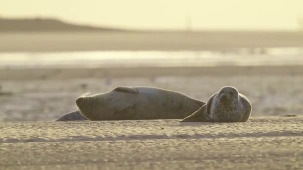 夕日の黄金の時間のビーチに横たわっている2つの一般的なシールの見事なテレフォトショット テセル オランダ — ストック動画