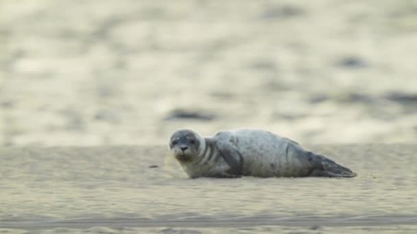 Сонні Молоді Тюлені Лежатимуть Піску Березі Пляжу Збільшити — стокове відео