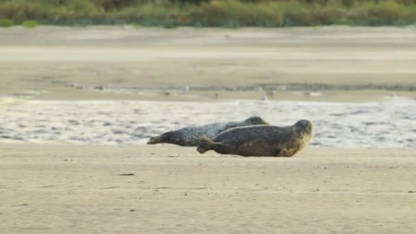 由海滩爬行至海水的一组普通海豹的远端摄影 — 图库视频影像