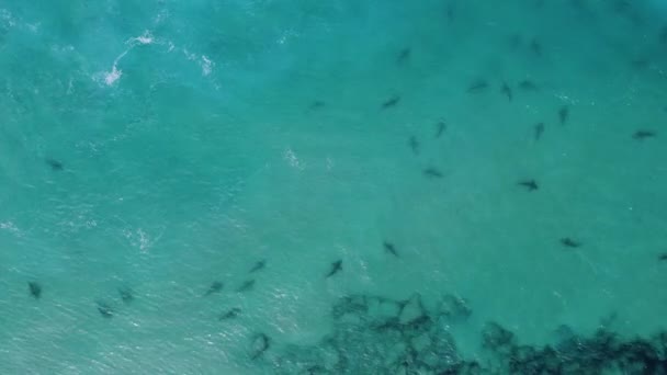头顶俯瞰鲨鱼跳入蓝色 透明的水底 空中拍摄 — 图库视频影像