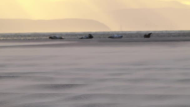 オランダ テセルの風の強い日に砂浜の海岸線に横たわっている4つのシールの風景 傾きアップ — ストック動画