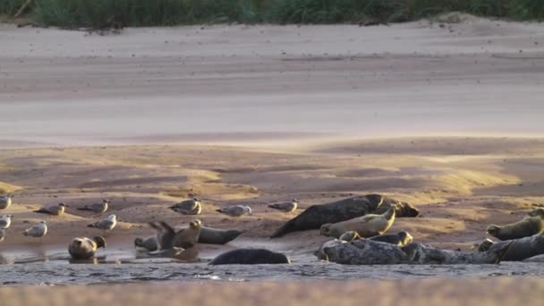 Grupo Focas Moteadas Aves Playa Tomando Sol Descansando Cámara Lenta — Vídeo de stock