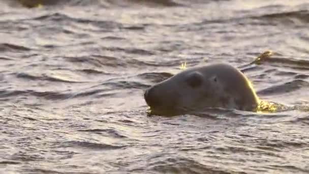 Majestic Close Portrait Common Seal Swimming Rough Sea Golden Hour — Stock Video