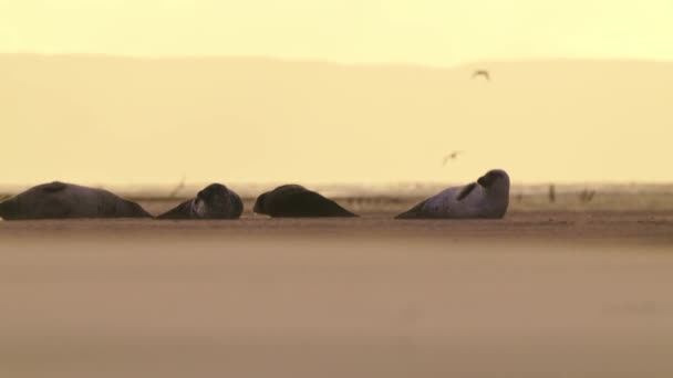 Dech Beroucí Zlatá Hodina Divoké Zvěře Scény Tuleňů Ležících Pobřeží — Stock video
