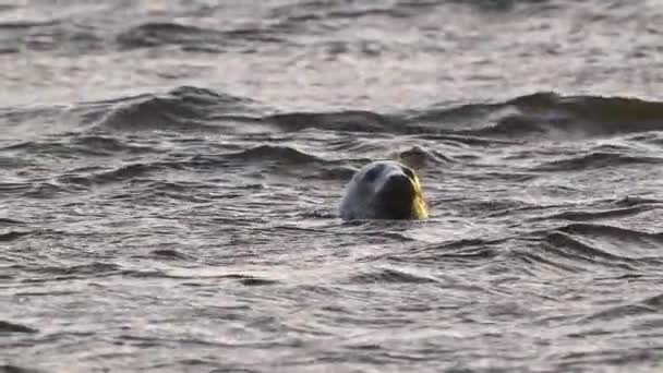 Zpomalený Záběr Tuleně Plavajícího Vlnitém Moři Vyskakujícího Vody Zlatý Hodinový — Stock video