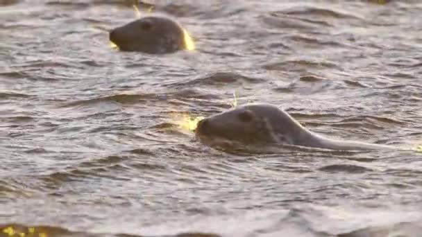 チョッピー水の上に頭を持つ見られるシールのペア スローモーション — ストック動画
