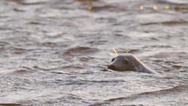 Majestic Tracking Shot Common Seal Swimming Rough Sea Golden Hour — Stock Video