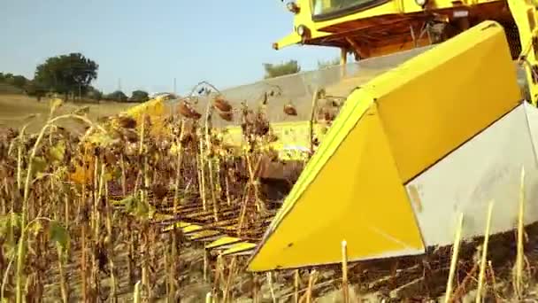 Zbliżenie Strzał Młócenie Słoneczniki Dużym Maszyn Rolniczych — Wideo stockowe