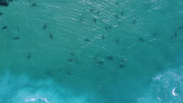 Lot Dusky Sharks Carcharhinus Obscurus Clear Blue Water Birds Eye — Stock Video