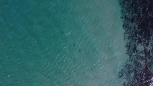 Vista Aérea Acima Tubarões Mergulho Águas Rasas Turquesa Olho Aves — Vídeo de Stock