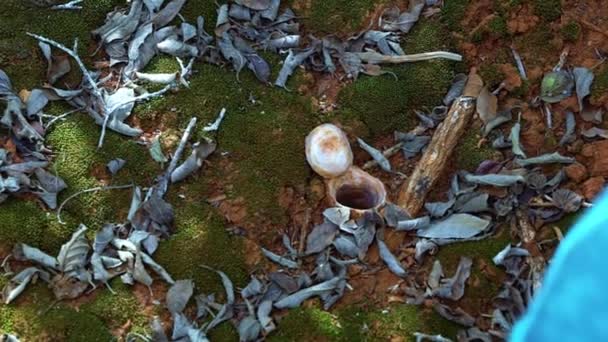位于巴西东北部巴伊亚州Chapada Diamantina国家公园的Lapa Doce洞穴的一条小路上 一只有毒的陷阱蜘蛛被苔藓和沙子环绕着 它的家动作缓慢 — 图库视频影像