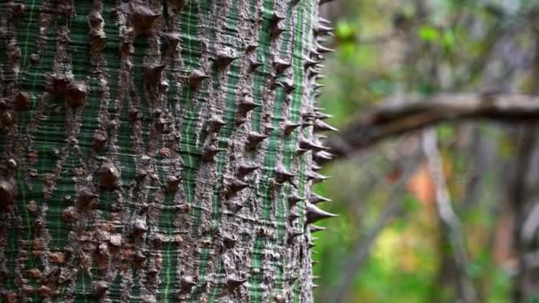 Повільне Рухливе Шарування Павутинних Шипів Корі Тропічного Екзотичного Дерева Джунглях — стокове відео