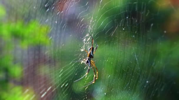 位于巴西东北部巴伊亚州Chapada Diamantina国家公园的Lapa Doce洞穴 一只黑色女性织女蜘蛛躺在蜘蛛网上 拍摄了慢镜头特写 — 图库视频影像