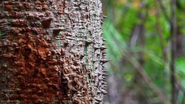 位于巴西东北部巴伊亚州Chapada Diamantina国家公园的Lapa Doce洞穴外的丛林里 一只热带奇异树的树皮上长着尖刺 慢悠悠地滑落下来 — 图库视频影像