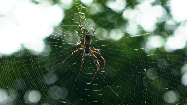 Slow Motion Handheld Close Shot Black Female Orb Weaver Spider — Stock Video
