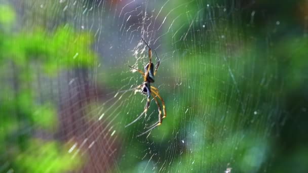 Zpomalený Záběr Zblízka Černý Samičí Pavouk Který Odpočívá Pavučině Džungli — Stock video