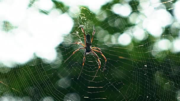 位于巴西东北部巴伊亚州Chapada Diamantina国家公园的Lapa Doce洞穴 一只黑色的女性织女蜘蛛躺在蜘蛛网上 拍下了它的慢镜头 — 图库视频影像