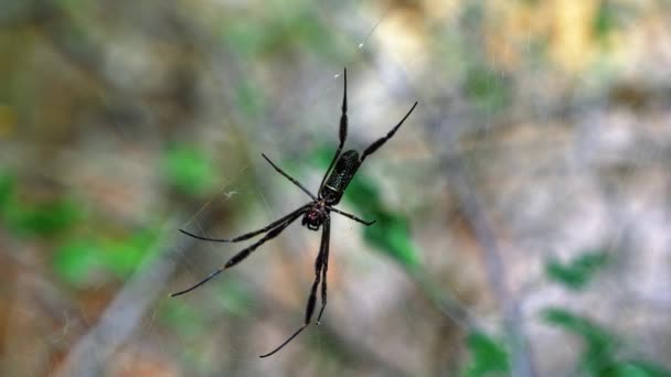 Gros Plan Ralenti Une Araignée Mâle Noire Tisseuse Orbe Reposant — Video