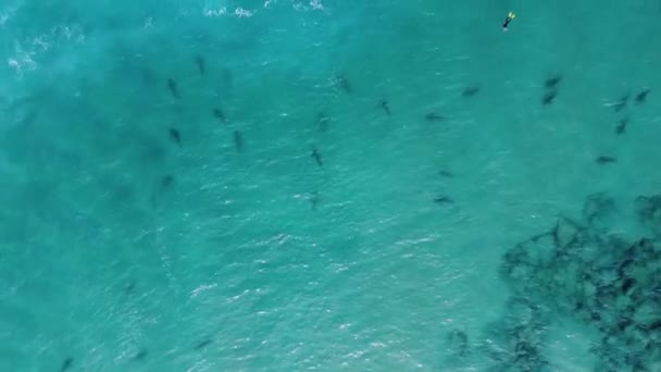 Ludzie Pływający Rekinami Przyciągniętymi Ciepłą Wodą Pompowaną Oceanu Elektrowni Haderze — Wideo stockowe