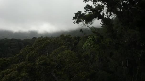 Luchtfoto Tussen Groen Tropisch Regenwoud Bladerdak Mysterieuze Mistige Omstandigheden — Stockvideo