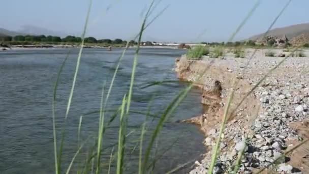 Groot Groen Riet Zwaaien Met Stromende Rivier Gezien Achtergrond Balochistan — Stockvideo