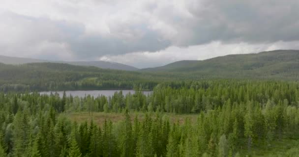 Spruce Forest Revealing River Namsen Misty Morning Namsskogan Noruega Drone — Vídeo de Stock