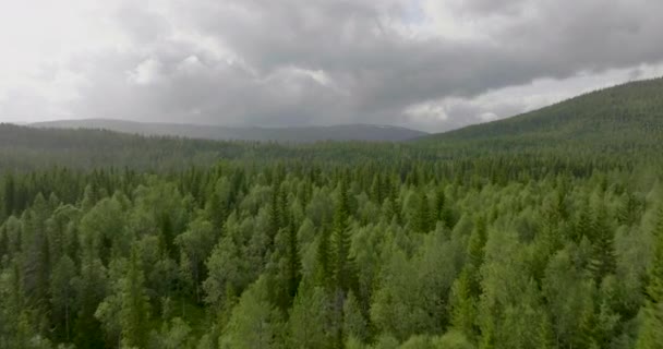 Flyg Över Täta Granar Skogen Nära Namsskogan Norge Flygdrönare Skjuten — Stockvideo