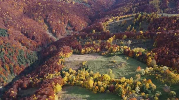 Vogelperspektive Orbit Drohnenschuss Rote Grüne Und Gelbe Bäume Während Der — Stockvideo