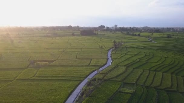 Canggu Bali Deki Padang Linjong Pirinç Tarlasında Güneş Doğuyor — Stok video