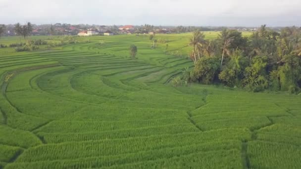 Aéreo Grande Campo Arroz Terraços Encosta Encosta Canggu Bali — Vídeo de Stock