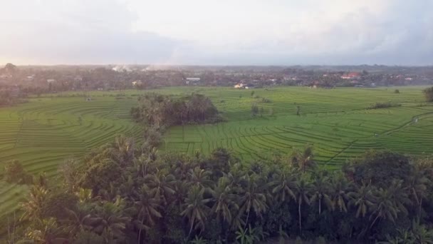 Контурные Воздушные Линии Терраса Зеленого Рисового Поля Пышных Тропических Бали — стоковое видео
