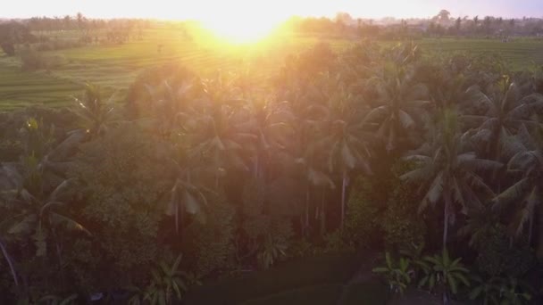 Nascer Sol Aéreo Revela Campo Arroz Verde Terraços Bali — Vídeo de Stock