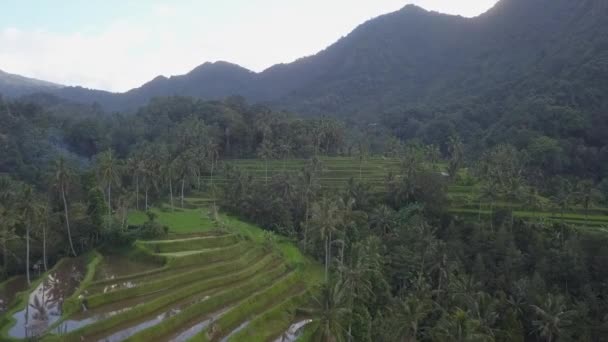 Bali Terraços Encosta São Inundados Para Produção Arroz Bucólico — Vídeo de Stock