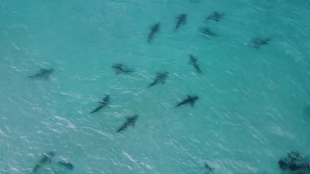 Hiu Batang Pasir Carcharhinus Plumbeus Perairan Dangkal Berputar Pandangan Udara — Stok Video