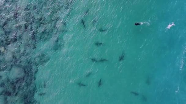 Widok Lotu Ptaka Nad Osobą Nurkowanie Środku Rekinów Płytkim Oku — Wideo stockowe