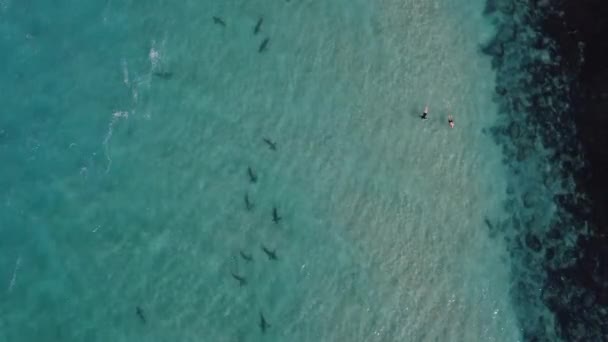 天气晴朗时在危险的热带水域靠近鲨鱼游动的人 空中景观 — 图库视频影像