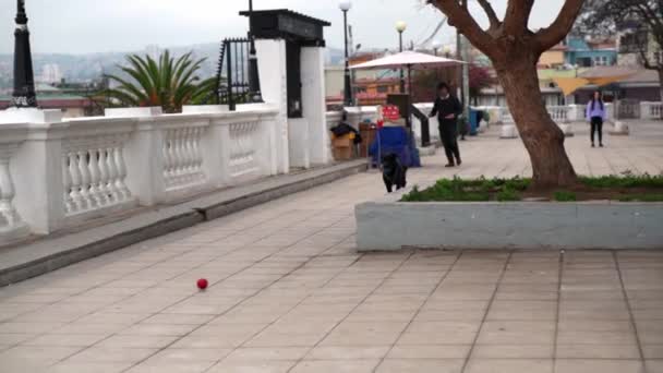 Black Dog Running Ball Yugoslavian Promenade Cerro Alegre Valparaso Chile — Stock Video