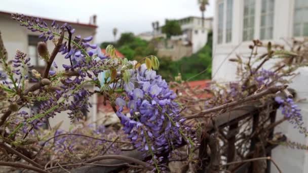 智利Valparaso Cerro Alegre五彩斑斓街道上的手持紫色花朵 — 图库视频影像